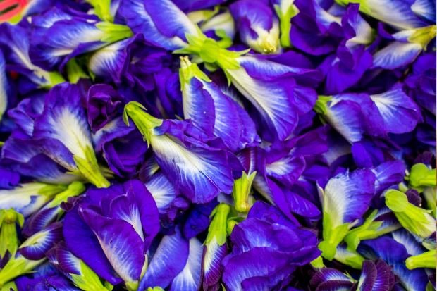 Banyak Orang Menanam Bunga Telang di Rumah