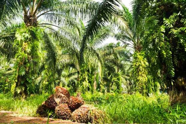 Kekuatan Menyerap Air