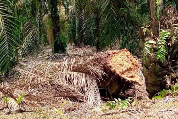 Perbedaan Sistem Akar