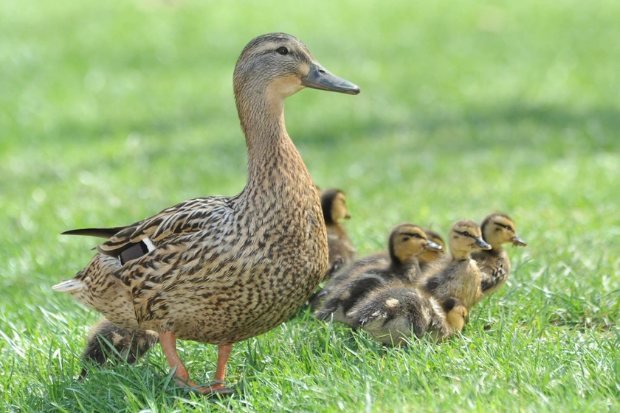 Bulu Bebek Memberikan Perlindungan Alami