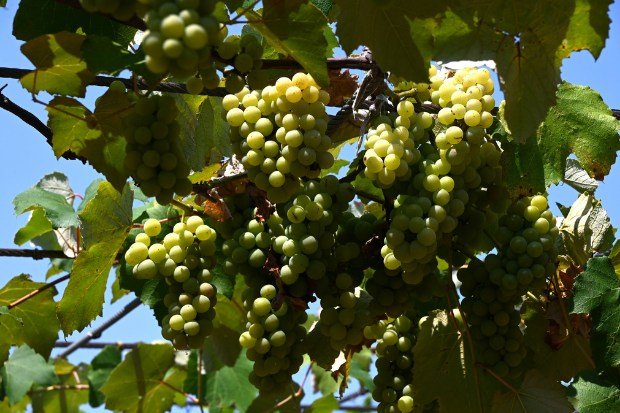 Cara Budidaya Anggur yang Efektif dan Berkelanjutan