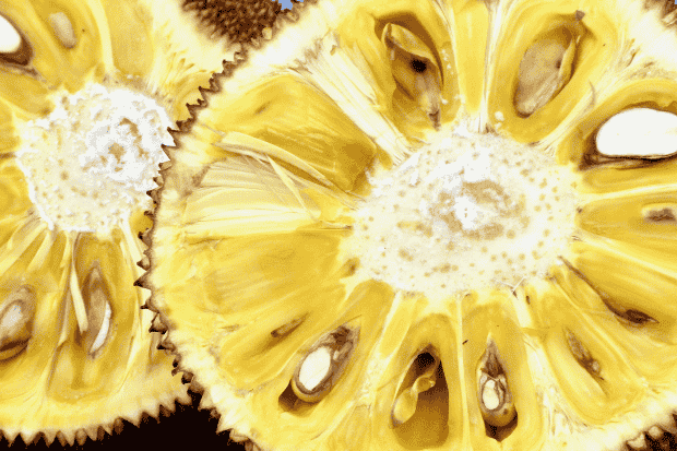 Mengenal Buah Nangka dan Nilai Ekonominya