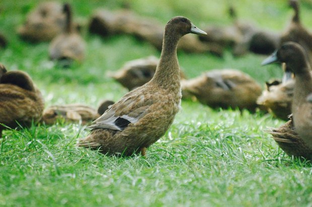 v
Perilaku Tenang sebagai Bentuk Adaptasi