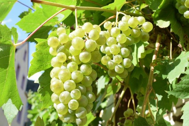 Teknik Budidaya Anggur Terus Mengalami Inovasi