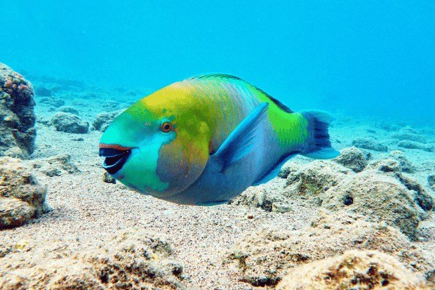 Fakta Unik tentang Pola Tidur Ikan