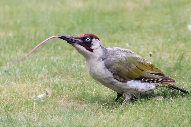 Lidah Panjang sebagai Strategi Hidup