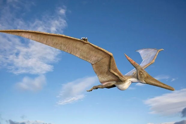 Temuan Fosil Terbaru Pterosaurus