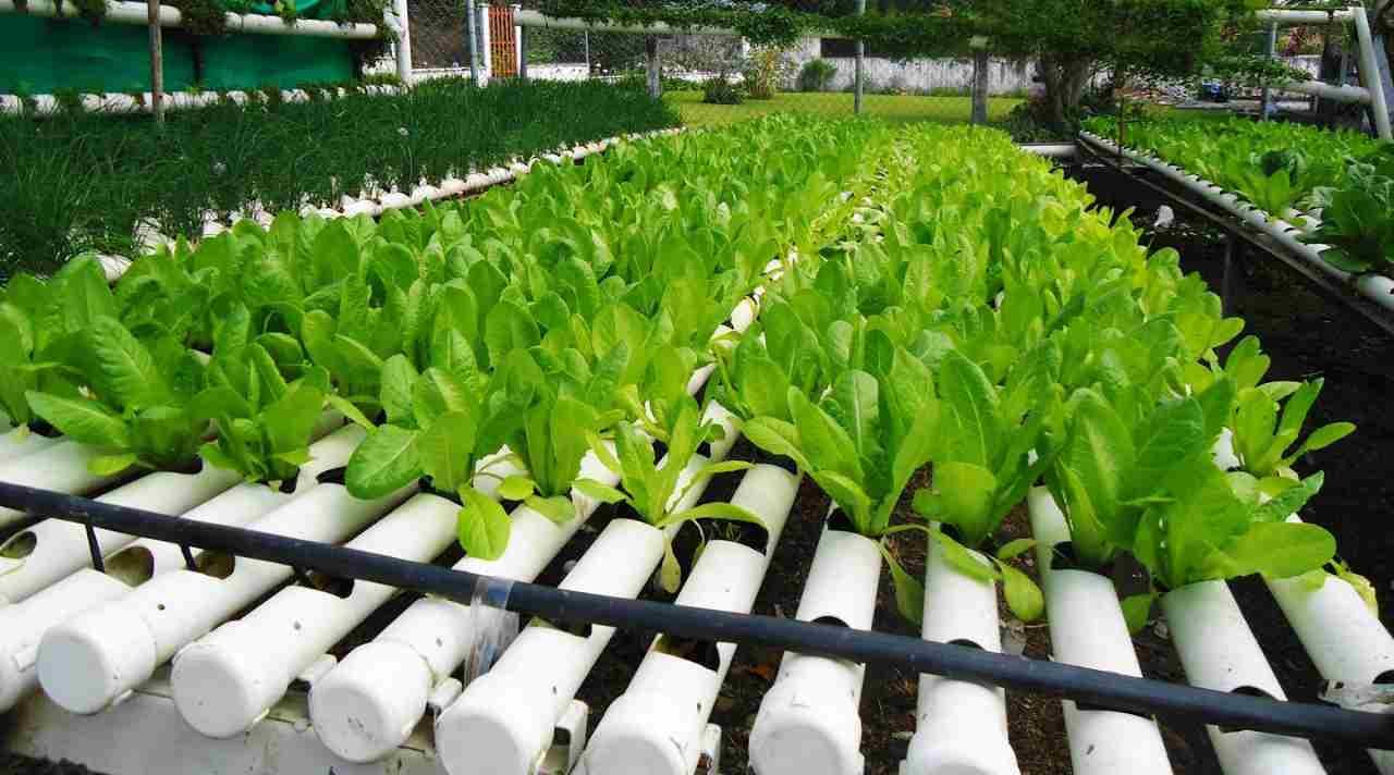 Budidaya Tanaman Hidroponik sebagai Peluang Bertani Modern