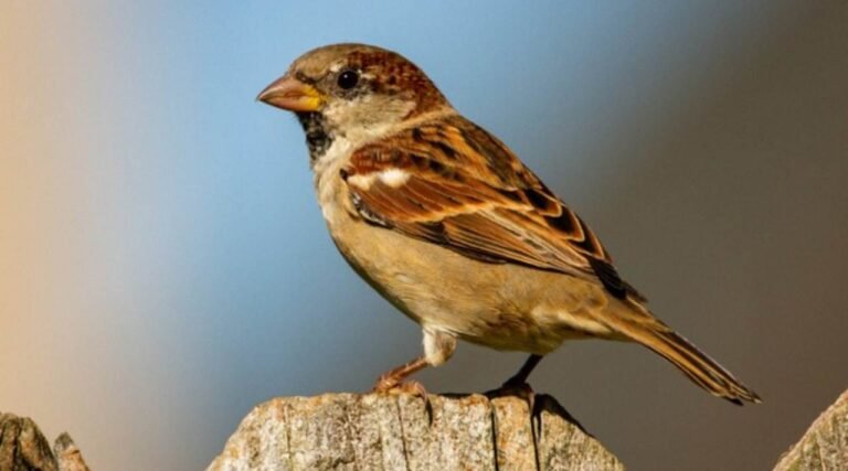 Dampak Urbanisasi Terhadap Populasi Burung di Kota Besar