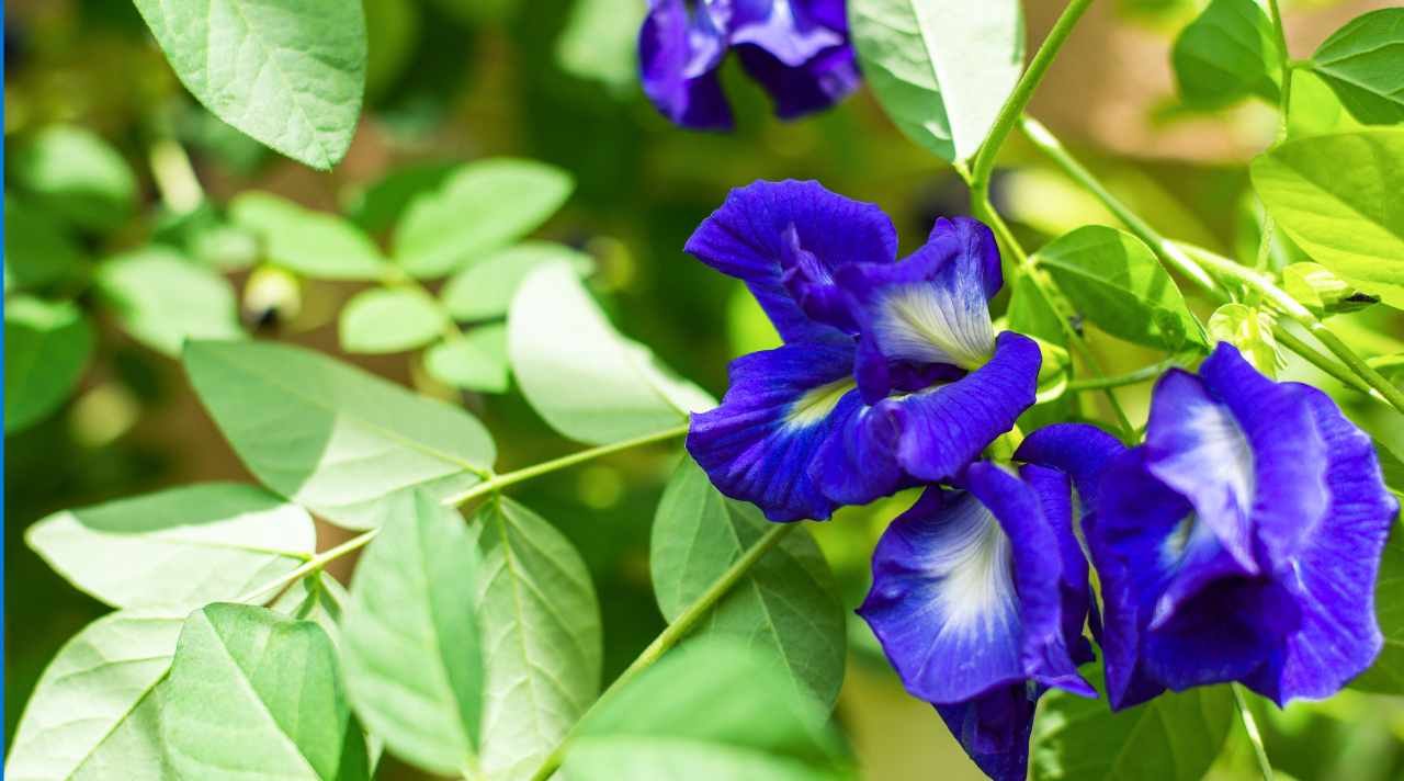 Manfaat Bunga Telang yang Perlu Kamu Tahu