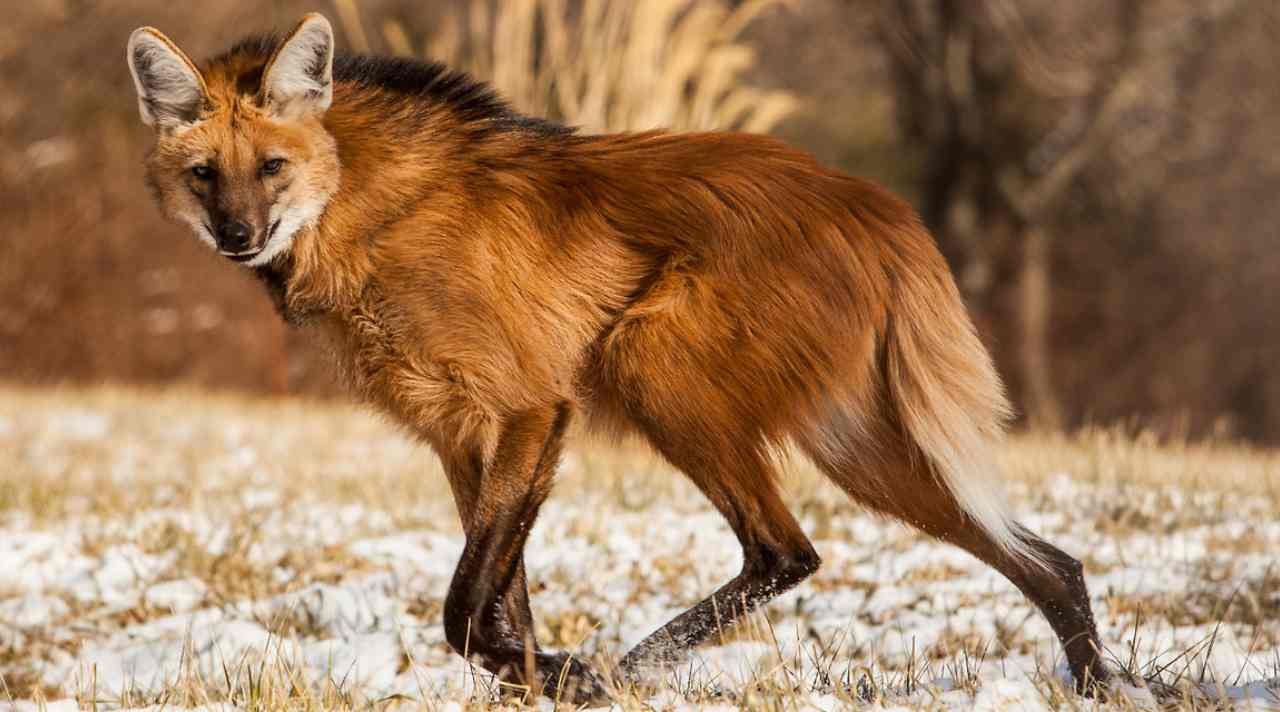 Mengapa Maned Wolf Jarang Disorot, dan Bagaimana Nasibnya