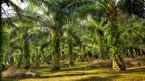 Perbedaan Pohon Kelapa Sawit dan Pohon Lainnya
