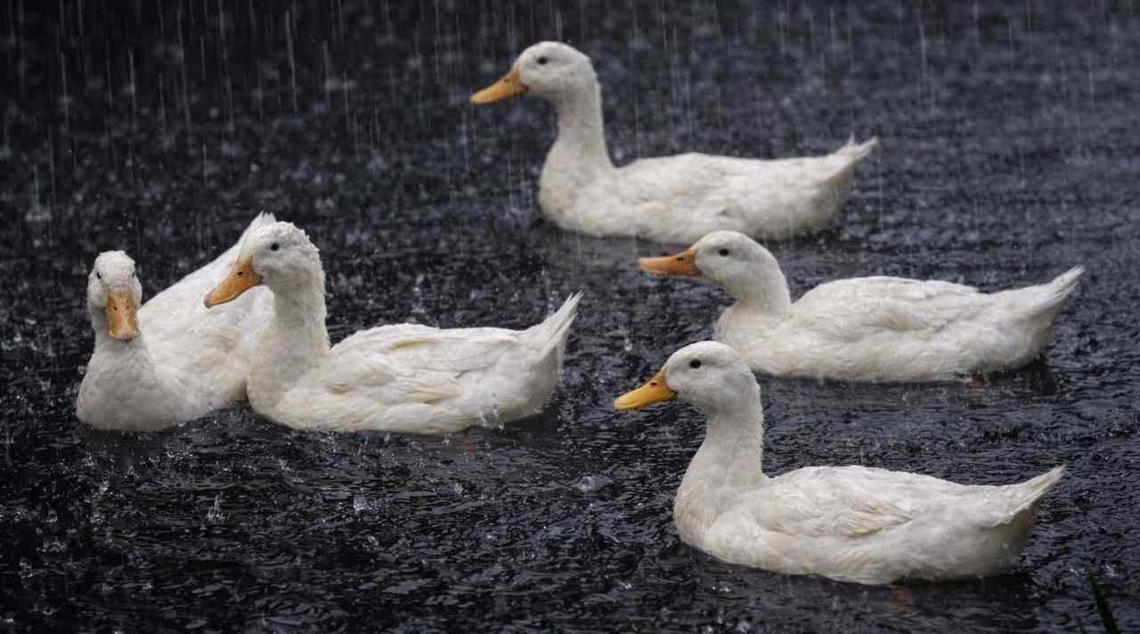 Fenomena Alam, Kenapa Bebek Justru Santai Saat Hujan Turun