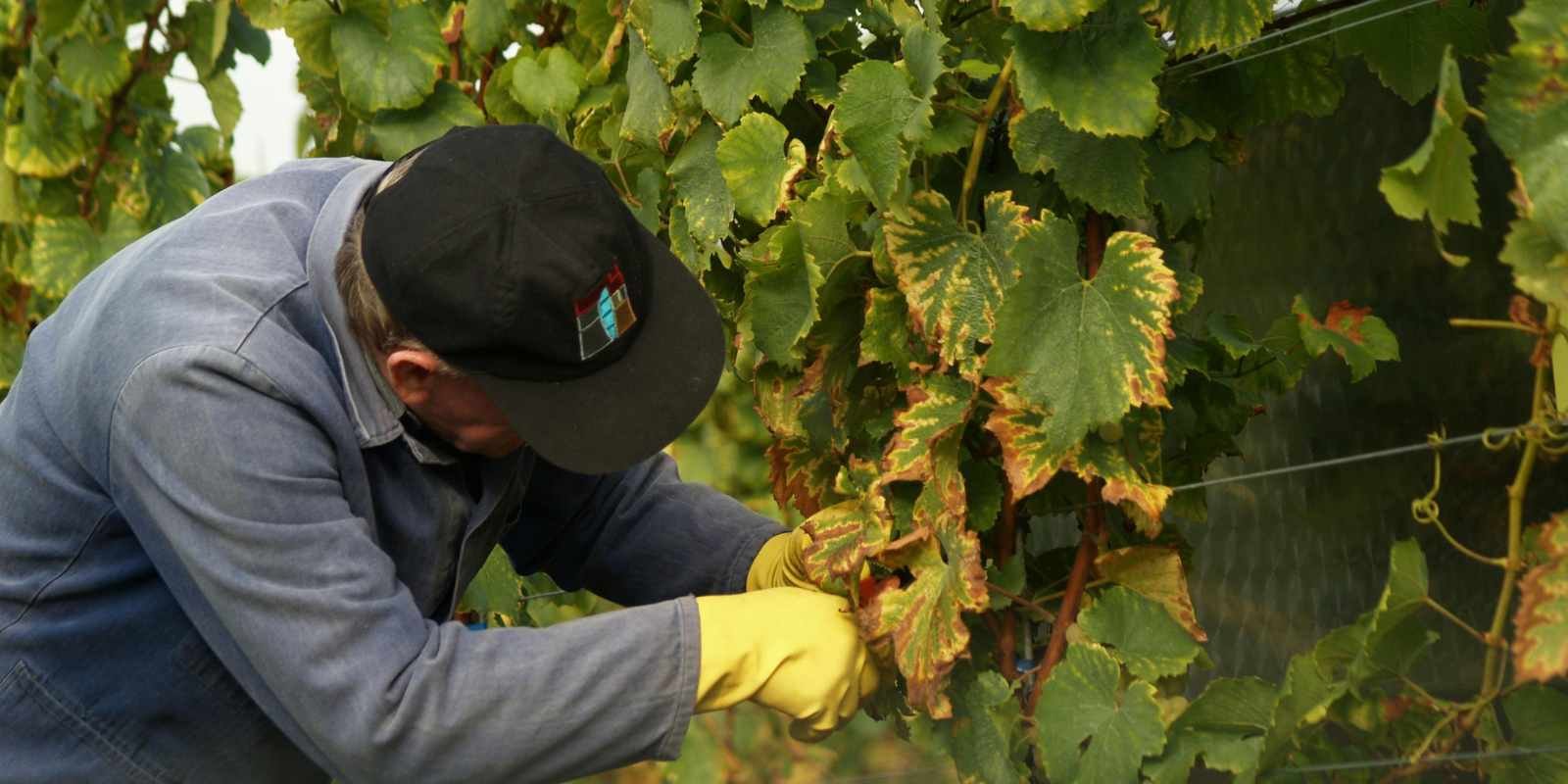 Usaha Budidaya Anggur Kian Menarik Minat Pelaku Agribisnis