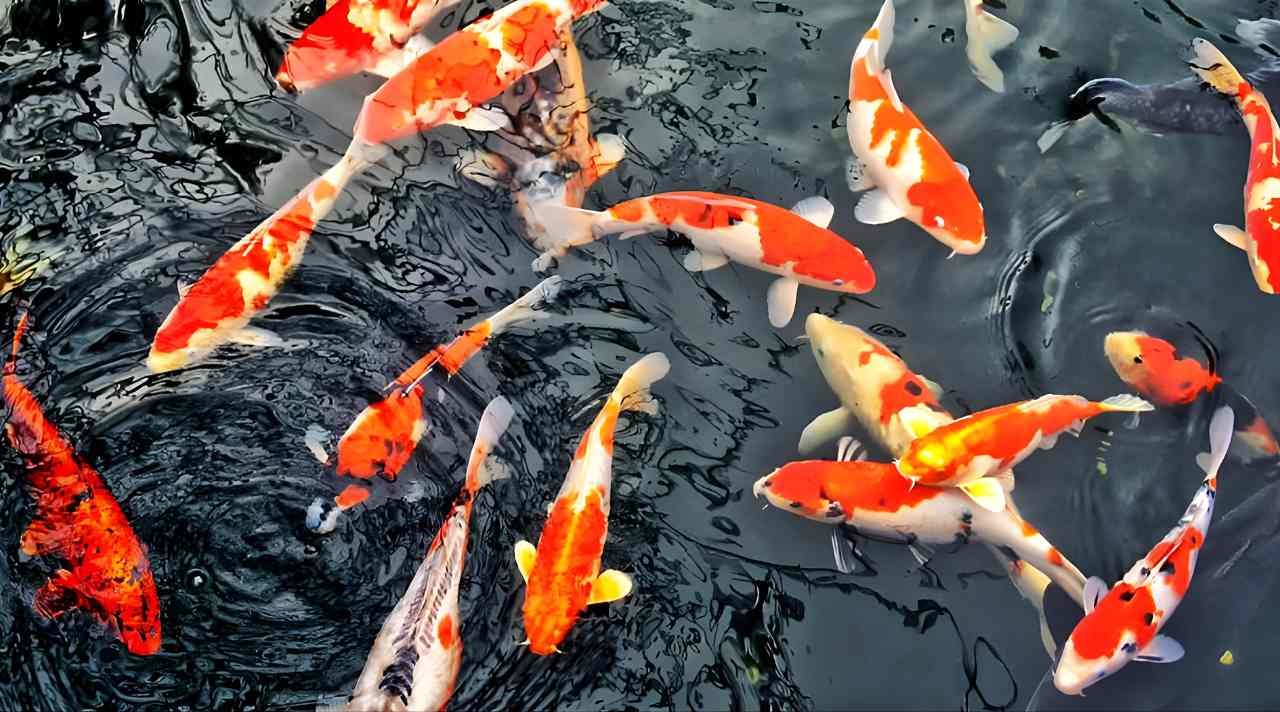 Apakah Ikan Tidur? Ini Penjelasan Ilmiahnya